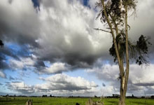 天涯论坛里的白马传说